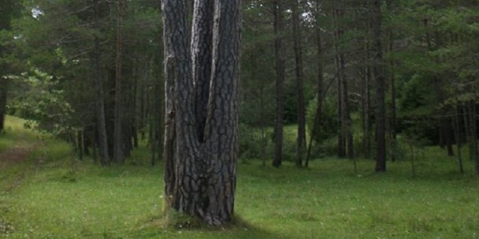 pi_jove_de_les_tres_branques