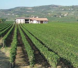 sumarroca-vinyes-19643