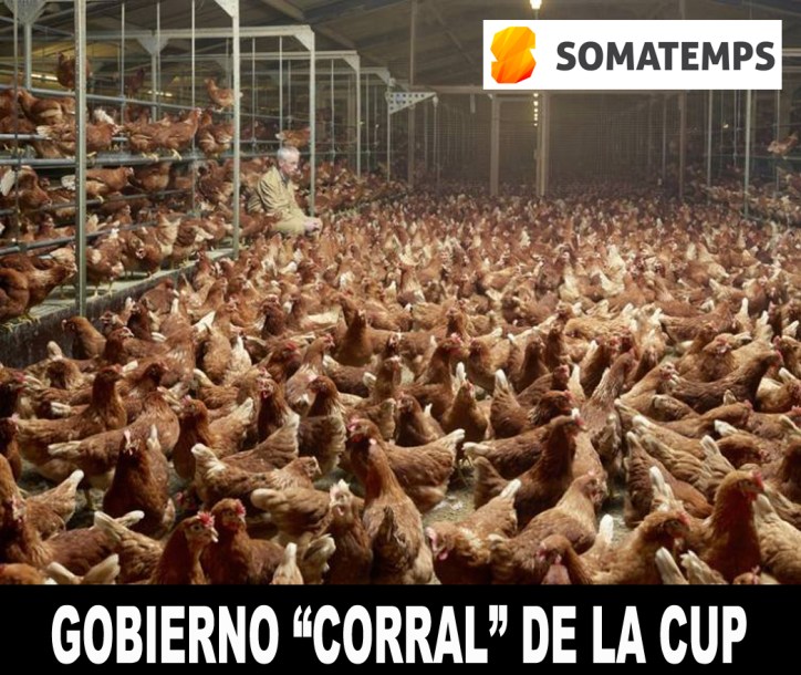 gallinas copia