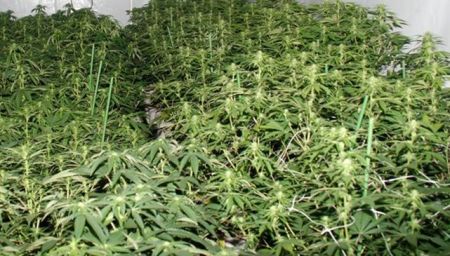 Operacion-trafico-cannabis