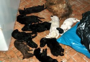 perritos-muertos-300x205