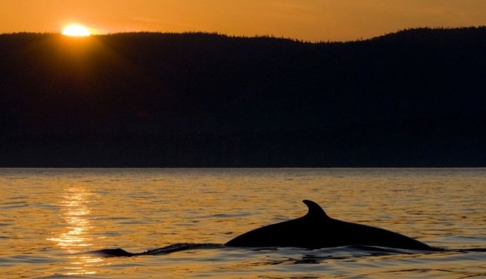 dsc1915-a_12_893x514