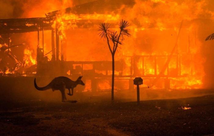 los-incendios-en-australia-han-provocado-la-muerte-de-casi-500-mil-animales-twitter.jpg